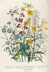 Forglemmigej og ranunkler, tavle 13 fra «Damernes blomsterhave», udgivet 1842